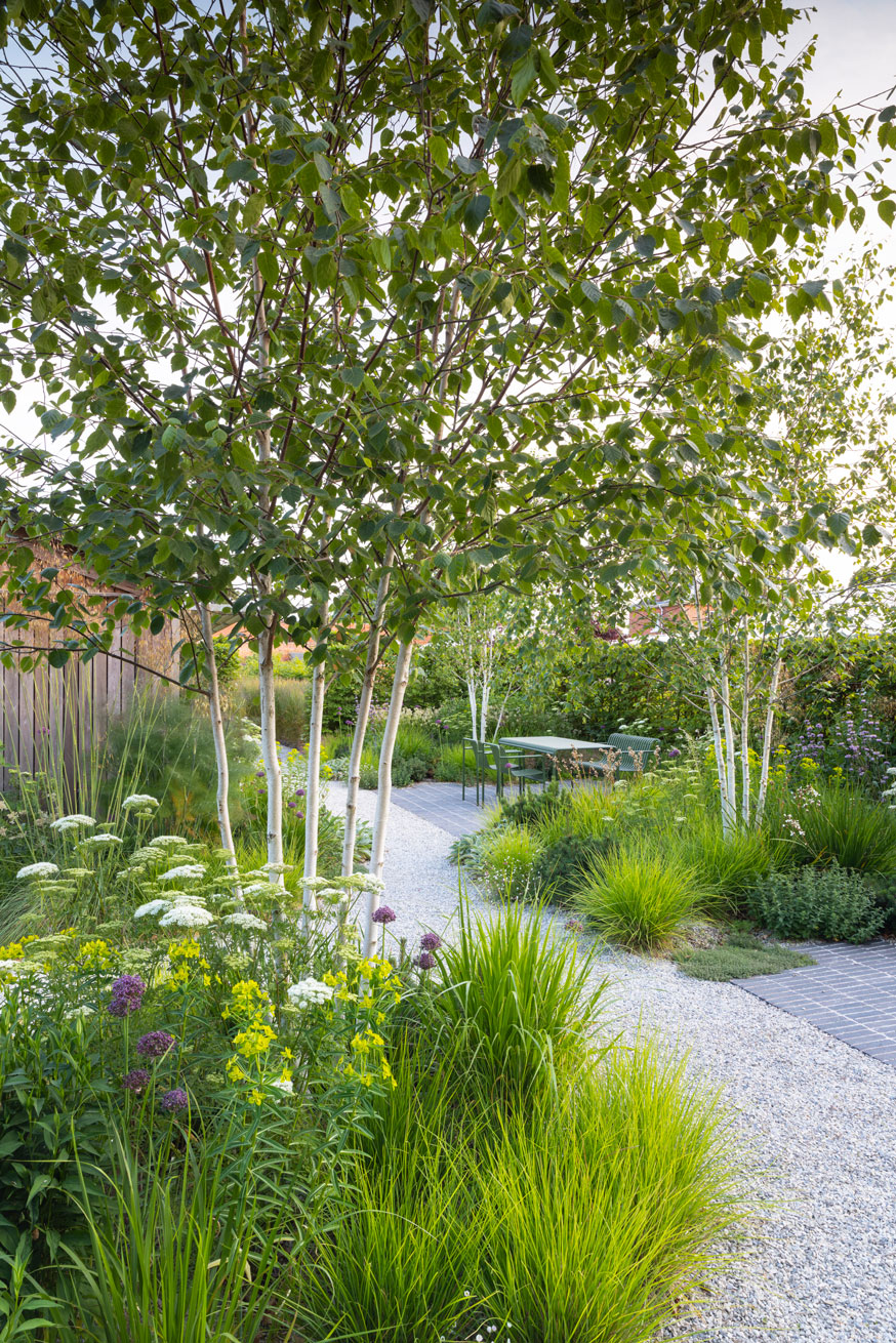 Colm Joseph Suffolk gravel garden design birch trees clay pavers sesleria cenolophium euphorbia allium